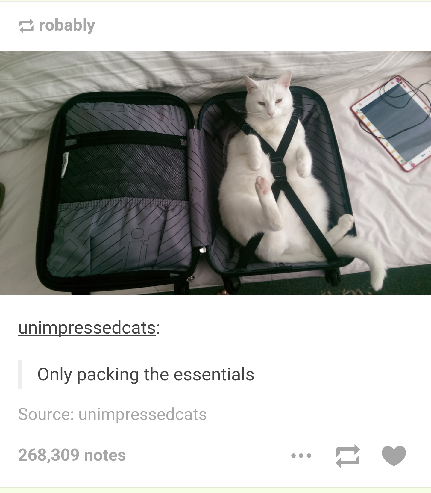 Packing the essentials Cats Know Your Meme