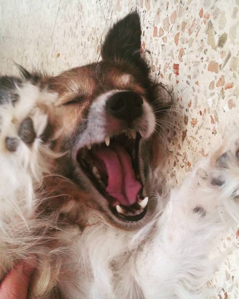 Tickle Dogs Know Your Meme