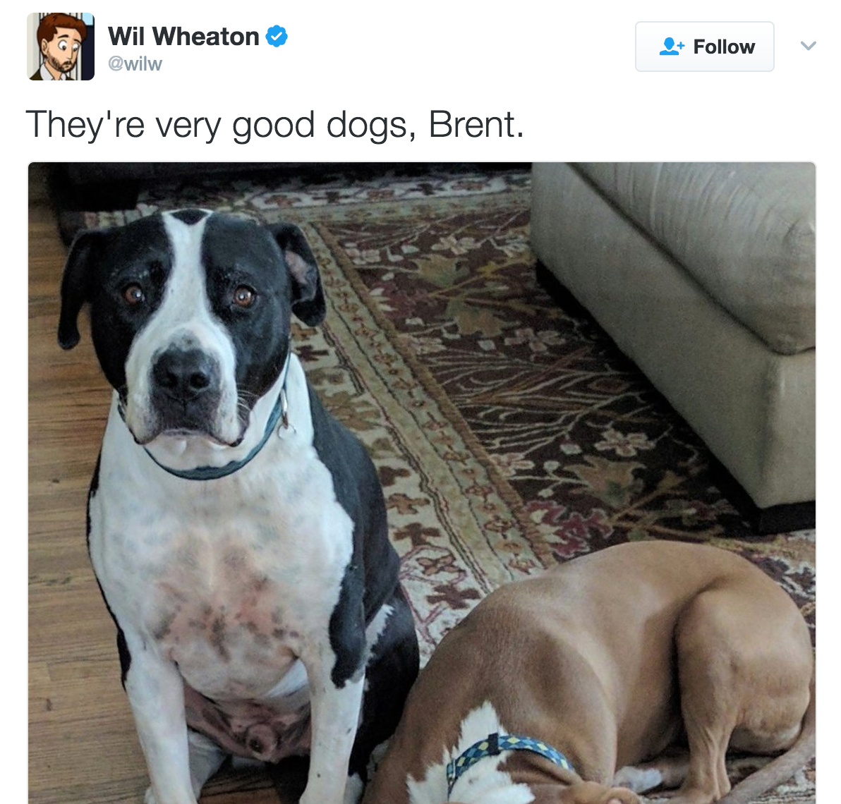 they re dogs brent they re dogs brent wil wheaton they re dogs brent your meme they re dogs brent they re dogs brent wil wheaton they re dogs brent your meme