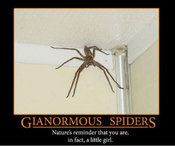 Spider_moti