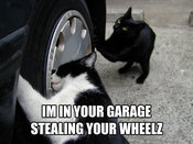 Cat-stealing-wheel