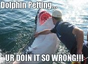 Doingitwrong-dolphinpetting