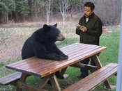 Bear_vs_translator