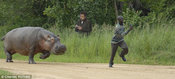 Translator_vs_hippo_vs_runner