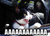 Scaredcataaaaaaa