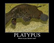 Platypus