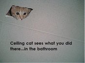 Ceilingcat