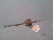 Sad_rat_sidewalk_02