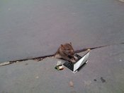 Mousecomputer