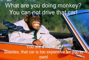 Animal_in_cars_gallery_ss
