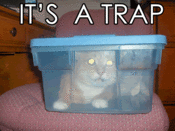 Its-a-trap-cat