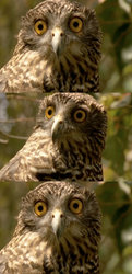 Ovo