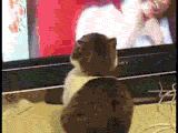 Dramacat