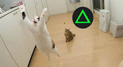 4878-103589-jumpingcat2jpg-468x