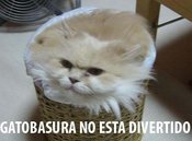 Trashcat8zh_copy
