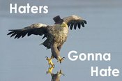 Eagle_-_haters