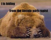 Hiding_bear