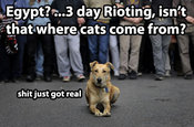 Riotdog