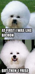 Bichon-frise