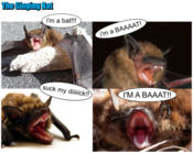 Singingbat