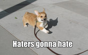Haters_anya