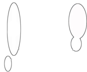 D81