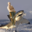 Tumblr_kuxr34jtob1qzeu38o1_400