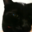 LOL Kittah