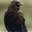 dailycrow