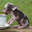 Gigpiglet