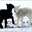 _42382707_lambs_wetherby_pa_416