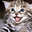 knowurkatz