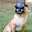 Bat Pug